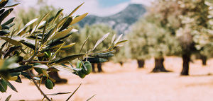Terresis Agriculture irrumpe como colaborador en MUNDOLIVAR 2026 con una nueva herramienta para combatir el repilo del olivo: TIMFOLIUP WP