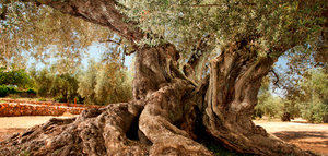 Los olivos milenarios del Territorio Sénia, reconocidos como Patrimonio Agrícola Mundial