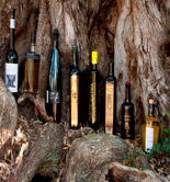 La producción de los olivos milenarios del Territorio Sénia báte todos los récords