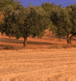 Madrid localiza 12.200 nuevas hectáreas idóneas para el cultivo del olivo 