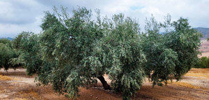Beneficios de abonar en otoño el olivar