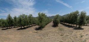 La innovación en el olivar ante los desafíos que plantea la nueva PAC