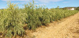Todolivo I-15 P , la variedad que maximiza el rendimiento graso e impulsa la rentabilidad en el olivar