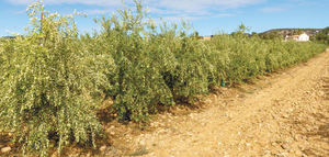 Todolivo I-15 P , la variedad que maximiza el rendimiento graso e impulsa la rentabilidad en el olivar