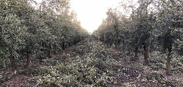 Todolivo impulsa la agricultura sostenible mediante la poda para el olivar en seto