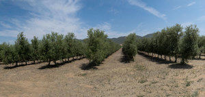 El olivar en seto, un gran aliado medioambiental en la lucha contra el calentamiento global del planeta