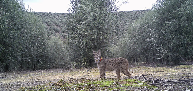 El olivar en seto, un atractivo reclamo para la fauna