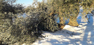 Castilla-La Mancha pone en marcha un plan de recuperación para el olivar