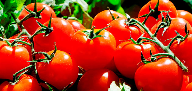 Un estudio demuestra el beneficio del aceite de oliva junto con el tomate frente al cáncer de colon