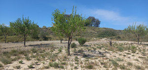 Tomillo entre almendros: mitiga el cambio climático y aumenta la producción de la tierra