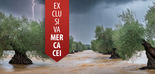Campaña 2025/26 en España: consecuencias del temporal en la producción de aceite de oliva y en los precios