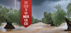 Campaña 2025/26 en España: consecuencias del temporal en la producción de aceite de oliva y en los precios