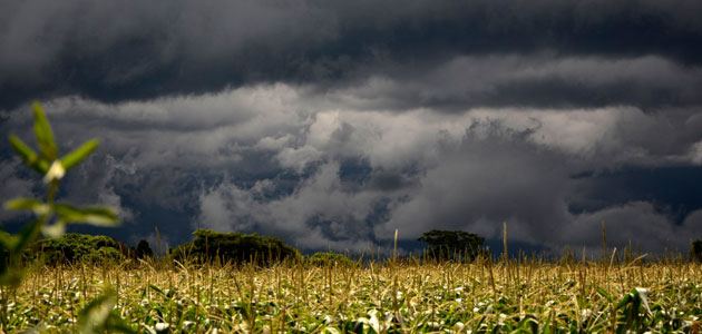 Andalucía adelanta el pago de cerca de 1 millón de euros en ayudas a seguros agrarios previstas para 2022