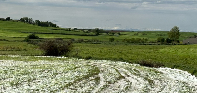 UPA constata 'graves pérdidas' en más de 120.000 hectáreas de cultivos por las tormentas
