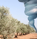 Un estudio predice que el cambio climático podría modificar la productividad del olivo mediterráneo