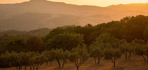 La producción europea de aceite de oliva se sitúa en 2,17 millones de t. hasta febrero