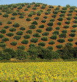 La producción italiana de aceite de oliva se reducirá un 35% esta campaña