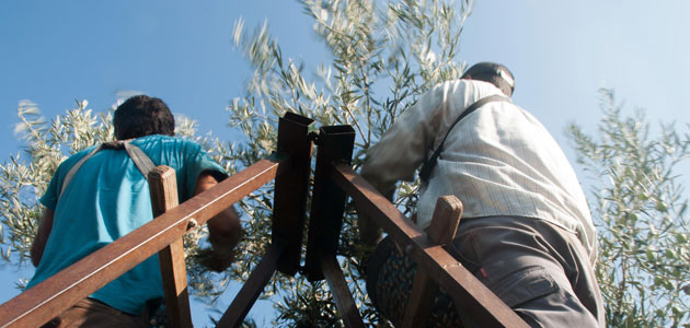 Andalucía edita un folleto informativo destinado a trabajadores y empresarios agrícolas para prevenir el COVID-19