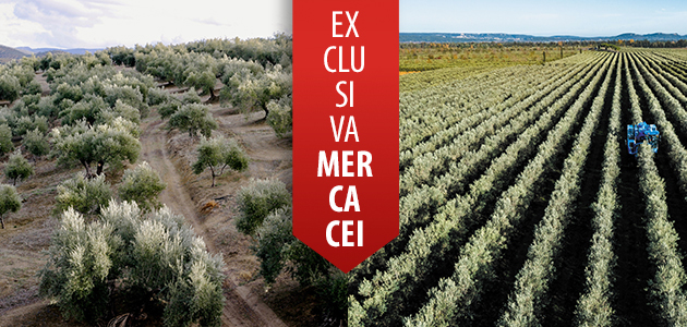 La futura convivencia entre el olivar tradicional y el olivar de alta densidad: en busca de la rentabilidad para todos los productores
