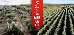 La futura convivencia entre el olivar tradicional y el olivar de alta densidad: en busca de la rentabilidad para todos los productores