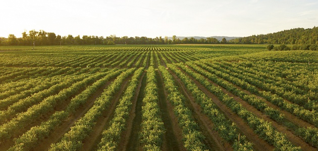 El Centro de Biotecnología y Genómica de Plantas (CBGP) de la UPM y Tradecorp sientan las bases del futuro de la agricultura sostenible