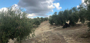 Cada año se transforma casi el 1,5% de la superficie mundial de olivar