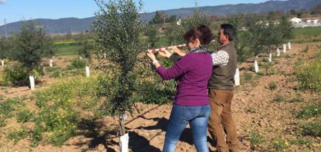 Arranca 'Transforma Olivar': experimentación, cooperación y transferencia de tecnología en el olivar