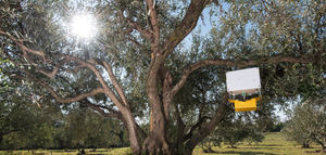 Trapview , la tecnología que transforma el monitoreo de plagas en agricultura