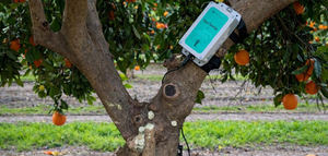 Treetoscope , el sensor que lleva la fisiología de las plantas al centro de la agricultura de precisión