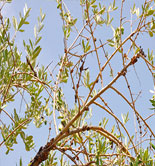 California examina los posibles tratamientos para prevenir la tuberculosis del olivo