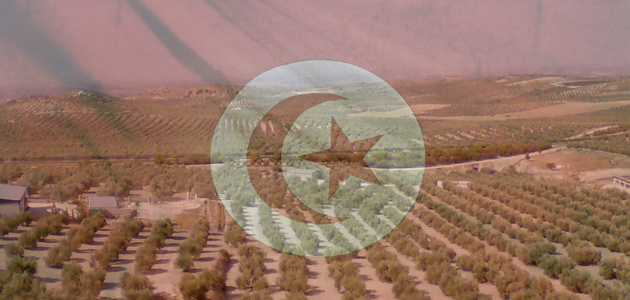 La UE aumenta las cuotas de exportación tunecinas de aceite de oliva