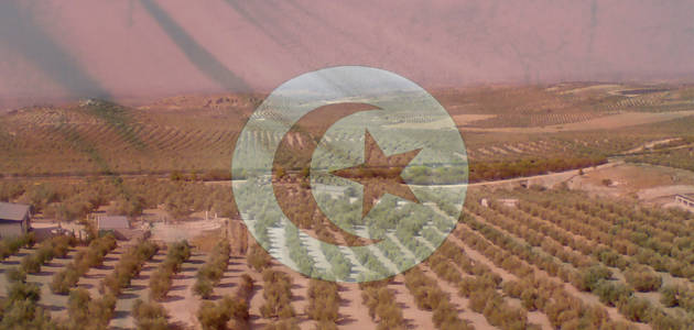 Un mayor diálogo público-privado, clave para fortalecer el sector del aceite de oliva tunecino