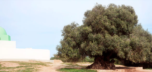 La innovación tecnológica en el sector del aceite de oliva, a debate en Túnez