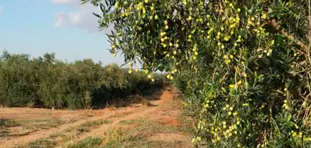 Túnez prevé una producción de 240.000 t. de aceite de oliva esta campaña