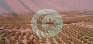 Oportunidades para el aceite de oliva tunecino en los mercados internacionales