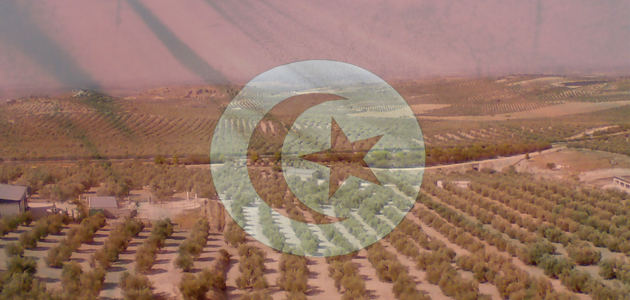Túnez registra récord de exportaciones de aceite de oliva con 190.000 t. hasta abril