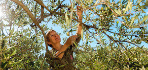 Las prácticas tradicionales del cultivo del olivo de Turquía, en la lista del Patrimonio Cultural Inmaterial de la UNESCO
