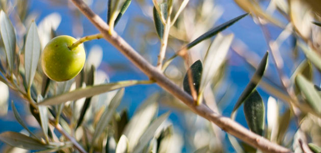 Turquía reducirá su producción de aceite de oliva un 26,5% esta campaña