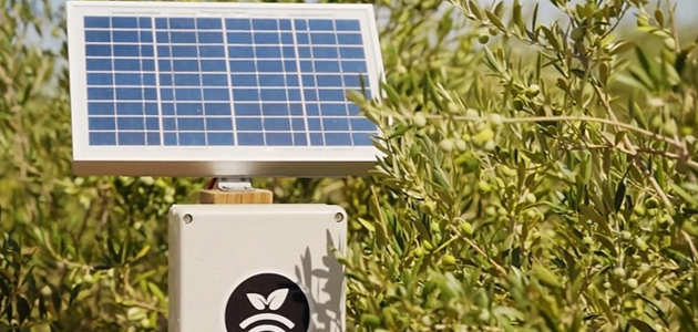 Desarrollan nuevos modelos predictivos con IA para optimizar el manejo del riego en cultivos como el olivar