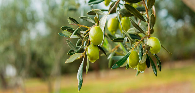 El UC Davis Olive Center dedica su primer taller de 2023 al manejo de plantaciones de olivar