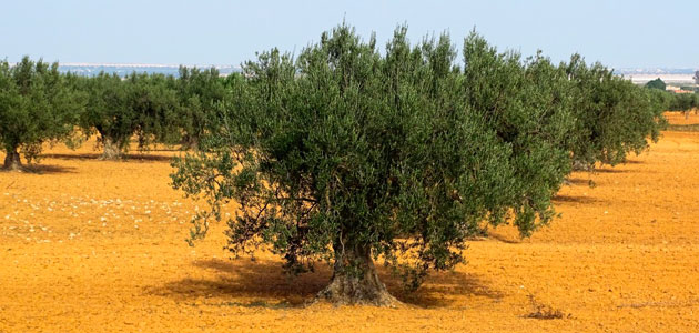 El UC Davis Olive Center organizará una Conferencia Internacional sobre Sostenibilidad del Olivo