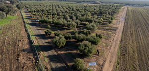 La Bóveda Global de Semillas de Svalbard abrirá sus puertas al olivo