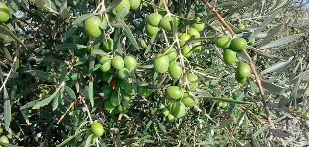 Daños de acariosis en aceituna de mesa