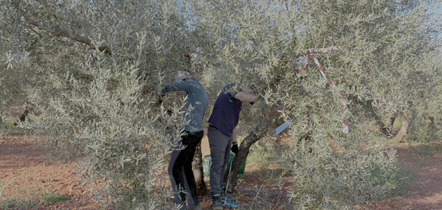 La UJA desempeñará un papel destacado relacionado con el olivar ecológico en un proyecto europeo de sostenibilidad