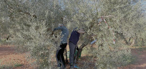 La UJA desempeñará un papel destacado relacionado con el olivar ecológico en un proyecto europeo de sostenibilidad