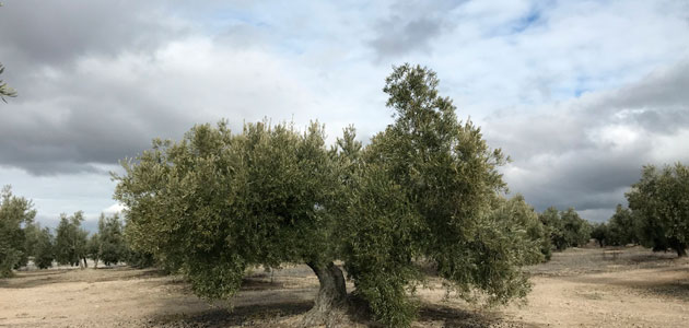 La UJA seguirá apoyando la candidatura 'Paisajes del Olivar' a Patrimonio Mundial y está dispuesta a retomarla con circunstancias favorables