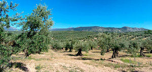 La UE financia con 7 millones de euros un proyecto para estudiar la biodiversidad y funcionalidad del suelo del olivar