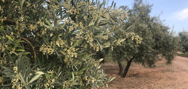 La UJA y la UCO colaborarán en el diseño de la I Estrategia Andaluza para el Sector del Olivar