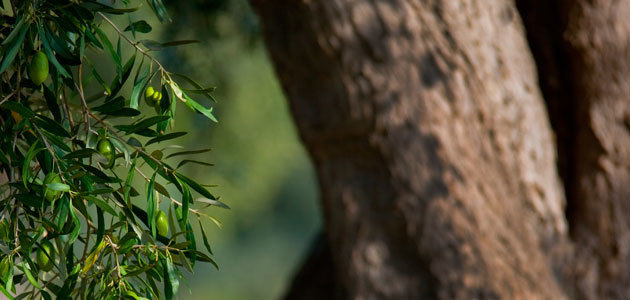 Italia prevé que su producción de aceite de oliva se reduzca un 37% esta campaña