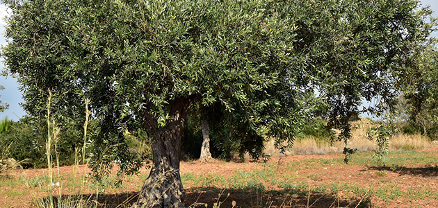 ¿Deberían modificarse la dotación presupuestaria y los criterios para acceder a la ayuda acoplada del olivar tradicional en beneficio del agricultor profesional?